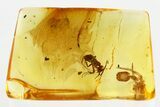 Detailed Fossil Ant and Jumping Spider Exuvia In Baltic Amber #335795-1